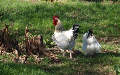 Les ruralités d’aujourd’hui